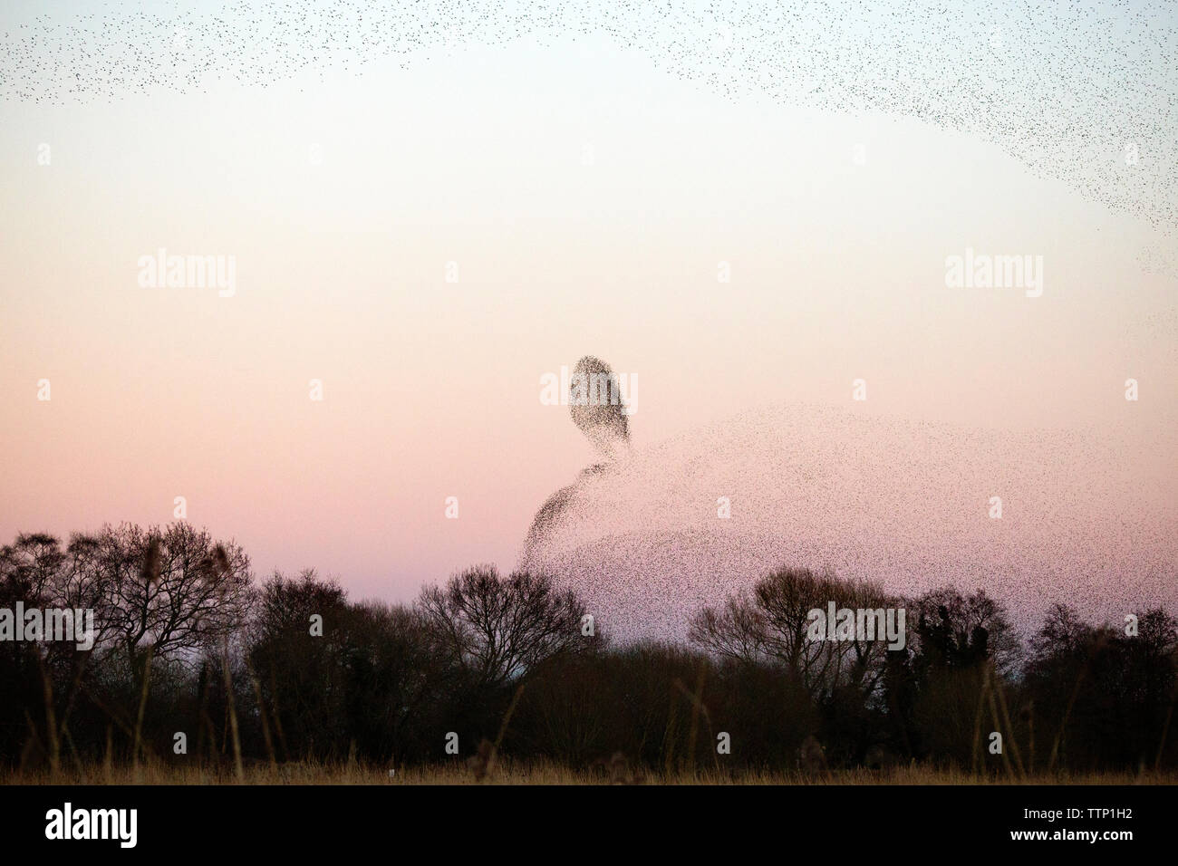 Vista in lontananza gli uccelli in volo contro il cielo durante il tramonto Foto Stock
