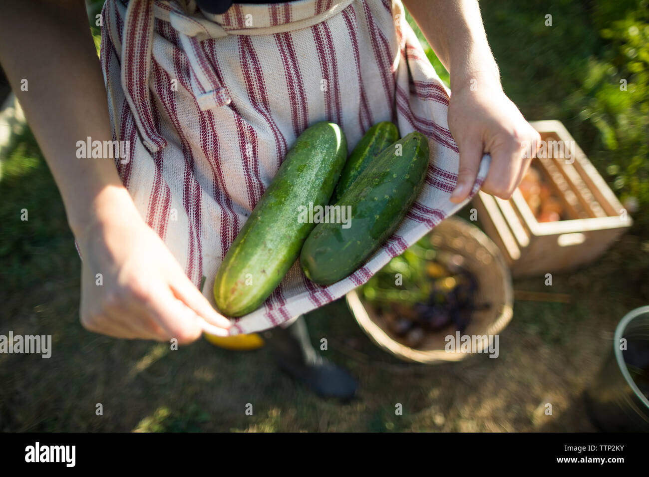 Sezione mediana della donna che mantiene i cetrioli in tessile durante il riposo a comunità giardino Foto Stock