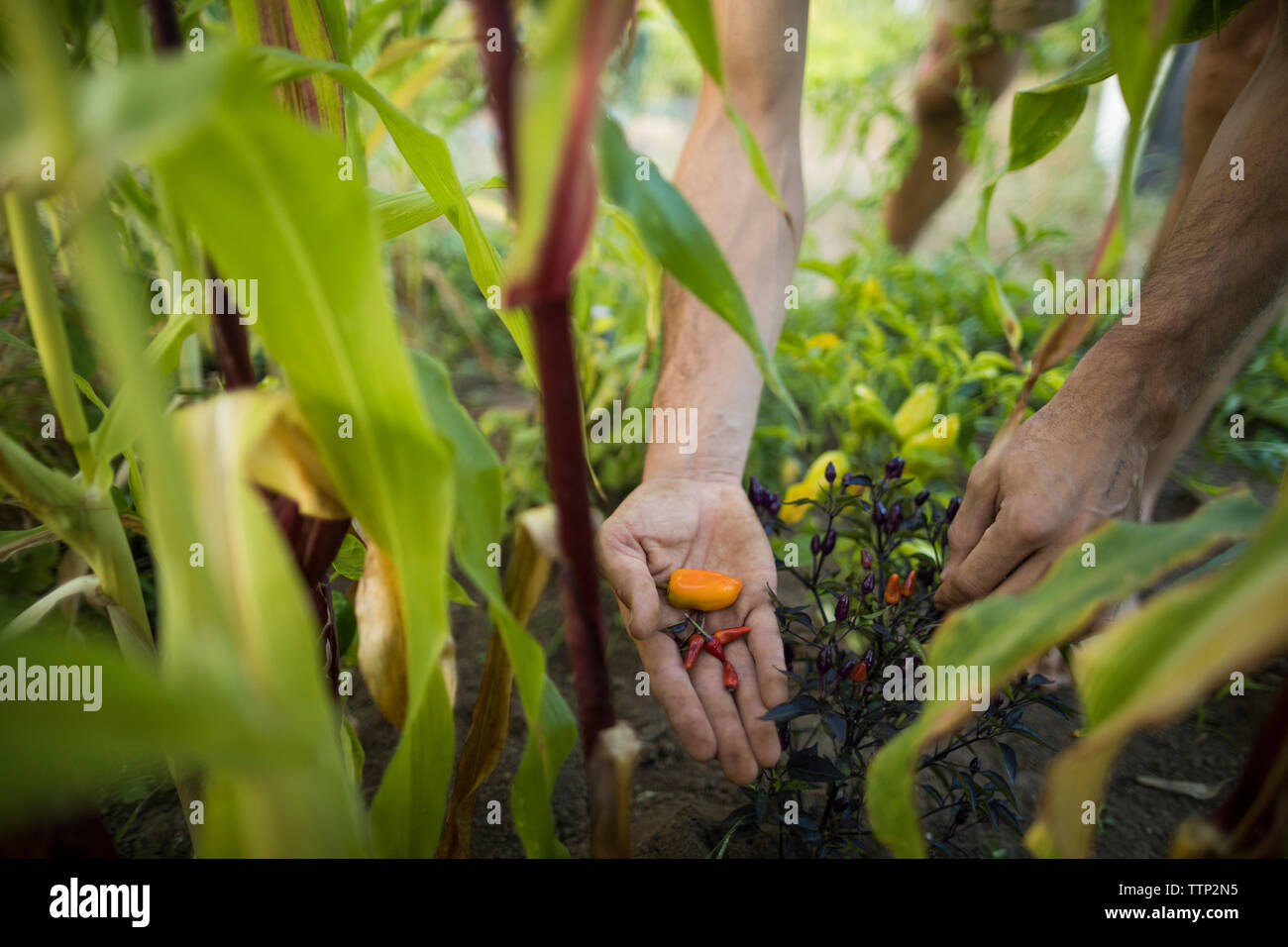 Mani tagliate di man picking chili peppers a comunità giardino Foto Stock