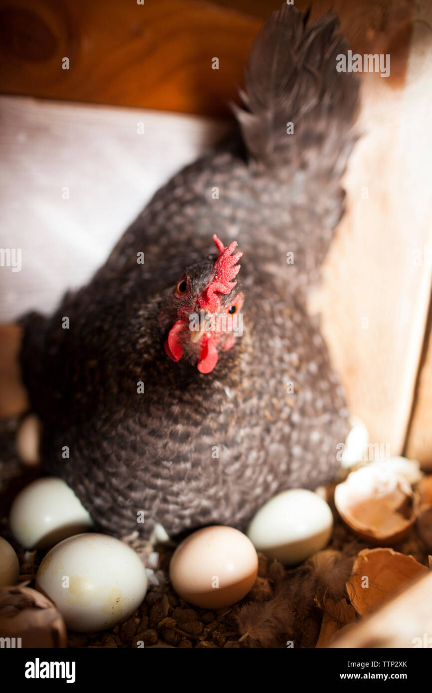 Angolo alto ritratto di gallina con uova nella penna di animale Foto Stock