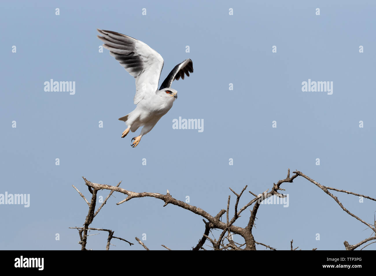 Nero-Kite con spallamento (Elanus caeruleus) prende il volo da thorn brancj Foto Stock