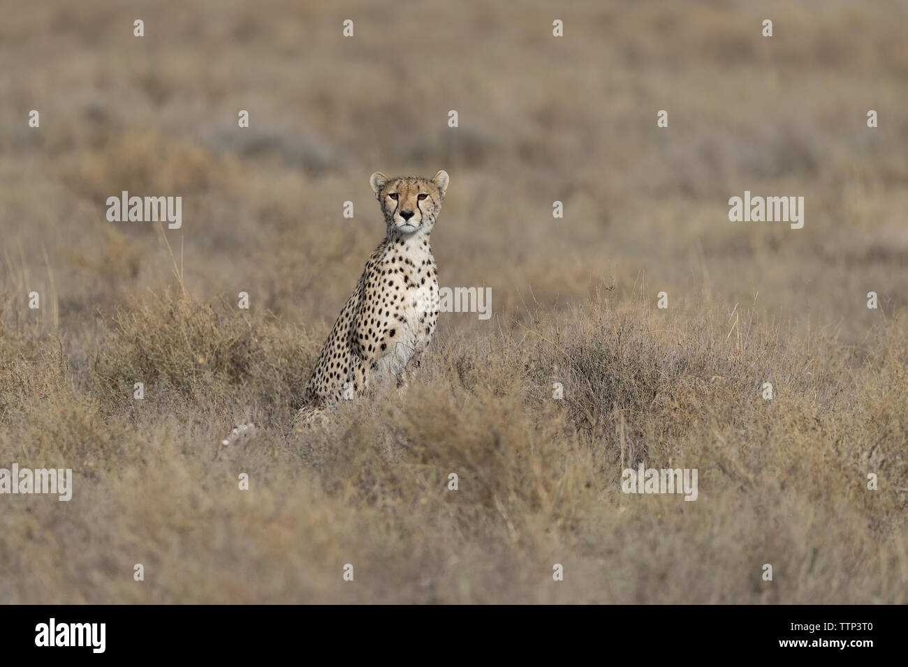 Cheetah seduto in erbe lunghe in cerca di prede (Acinonyx jubatus), Ndutu, Tanzania Foto Stock
