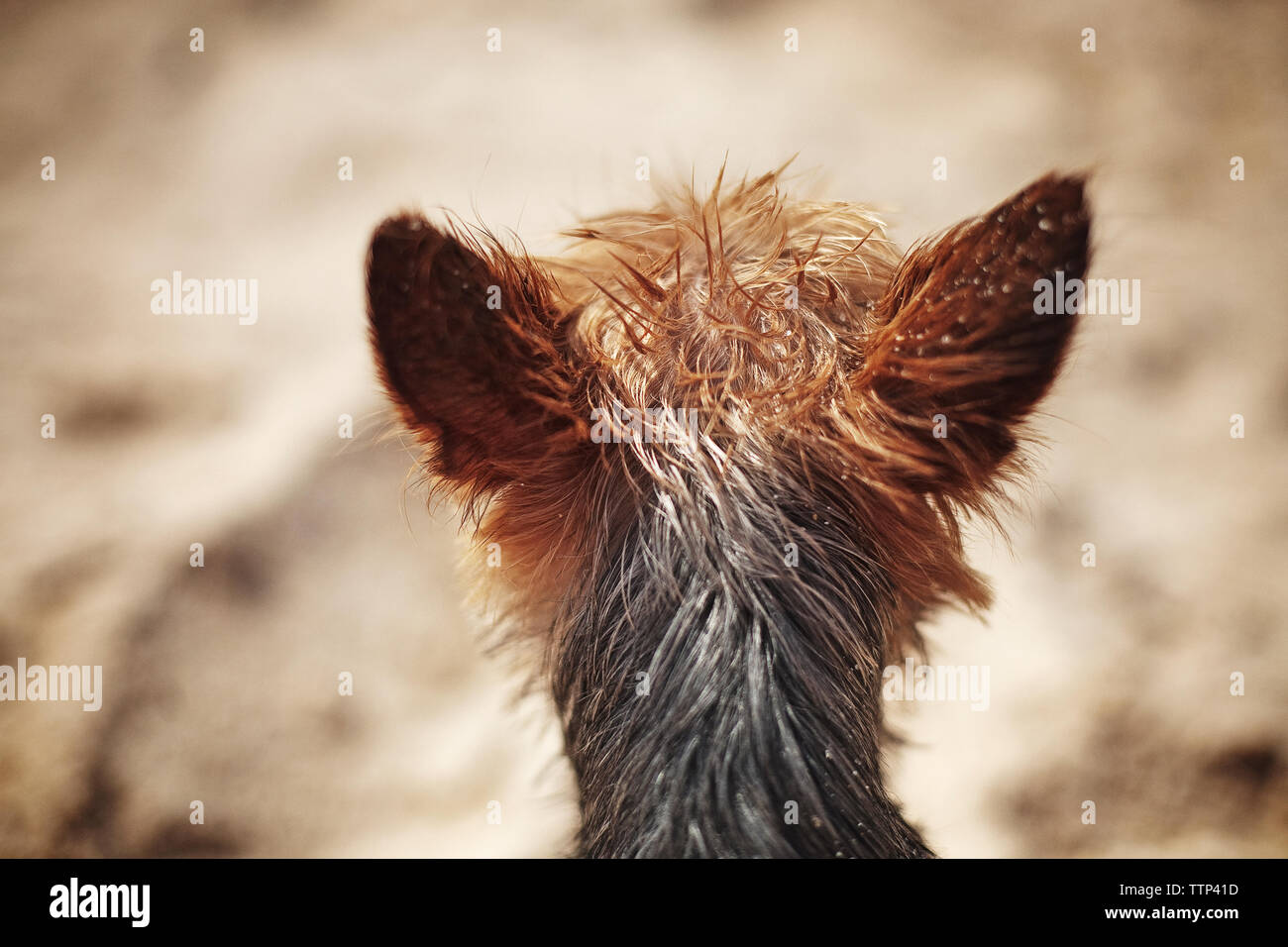 Vista posteriore del cane con i capelli umidi Foto Stock