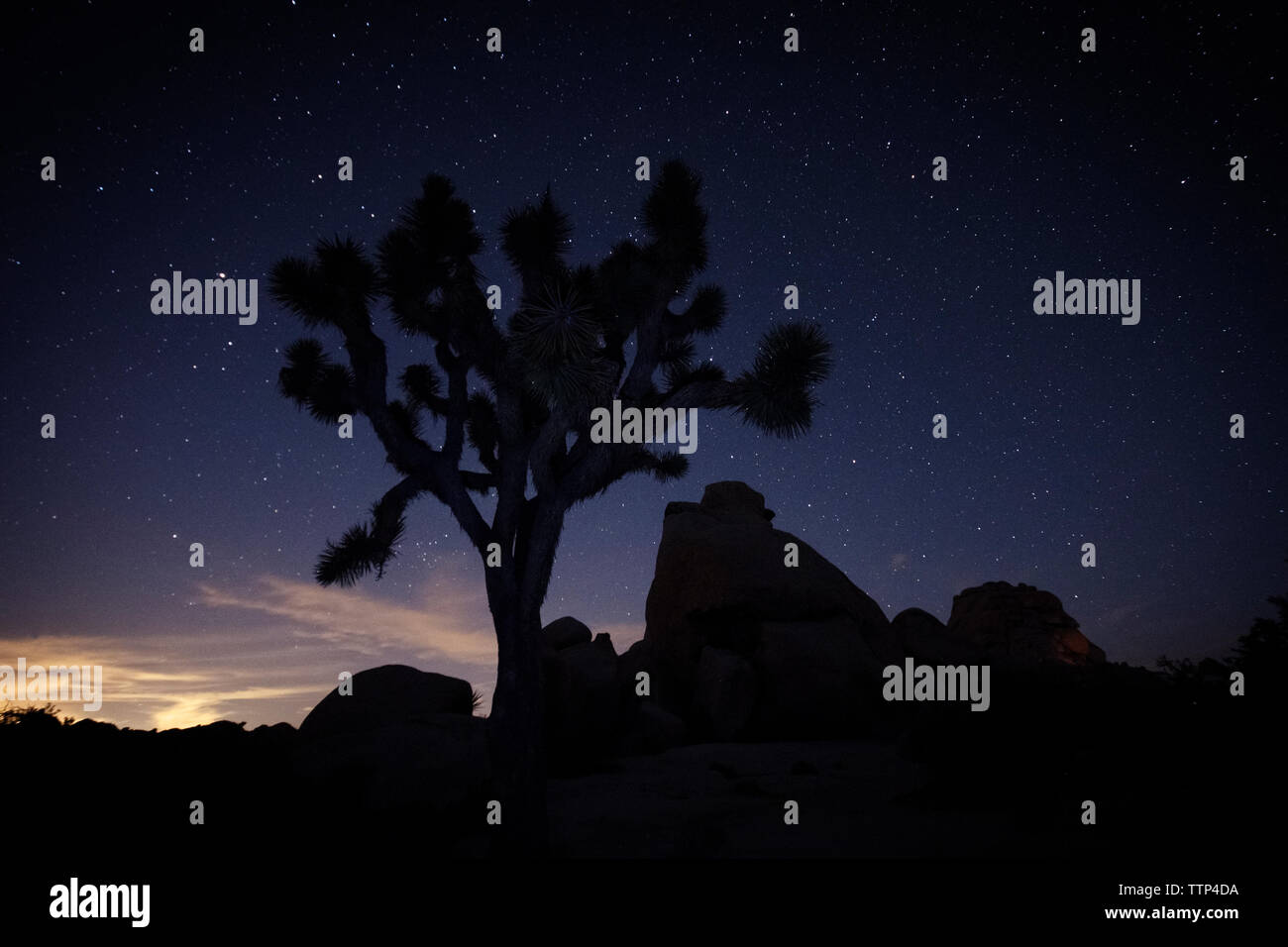 Silhouette di alberi e rocce sul campo contro il cielo stellato Foto Stock