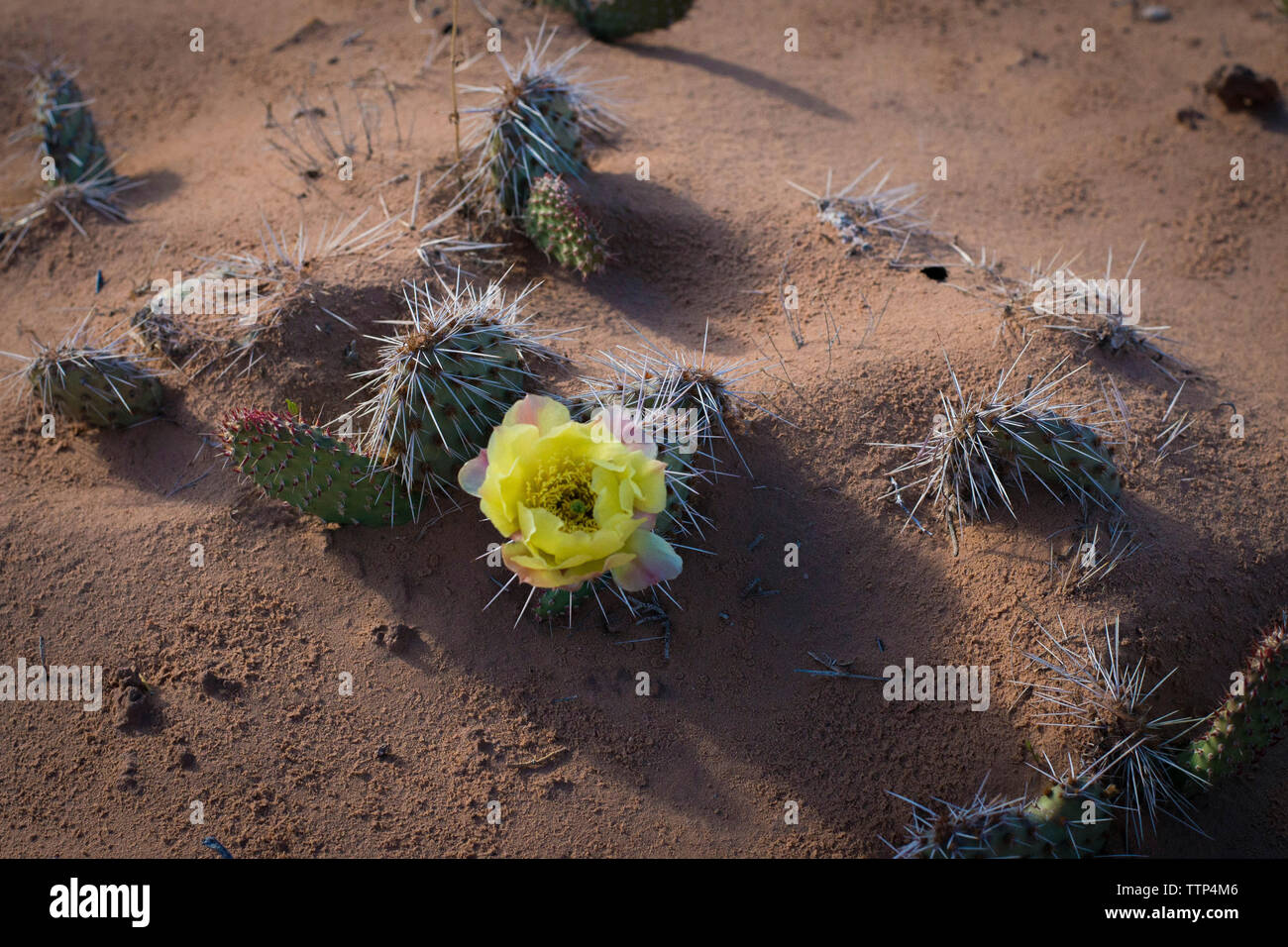 Angolo di Alta Vista del fiore di cactus crescente sul deserto Foto Stock