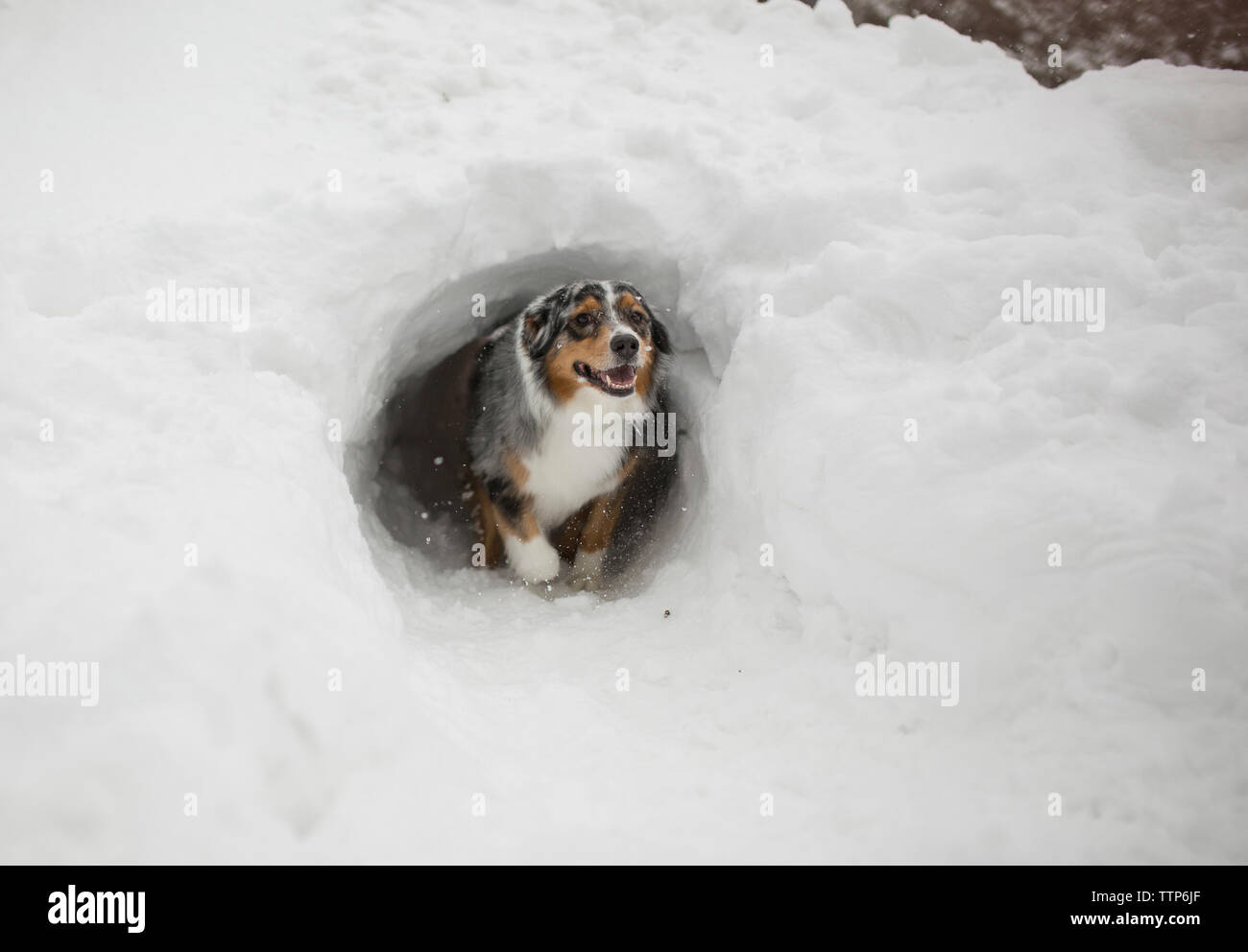 Pastore australiano a piedi al di fuori del tunnel di neve Foto Stock