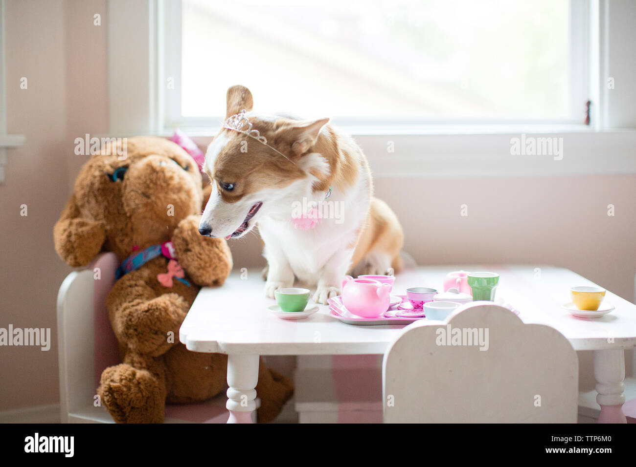 Corgi indossa tiara seduto da tè giocattolo sul tavolo a casa Foto Stock