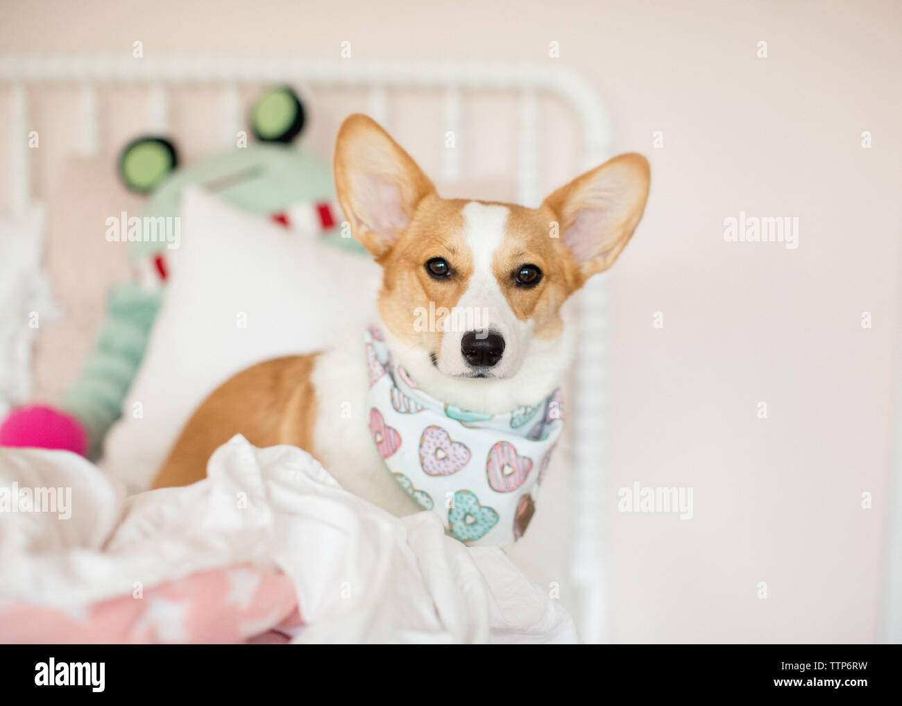 Cane corgi seduta sul letto di rosa in interni con cuore bandana su Foto Stock