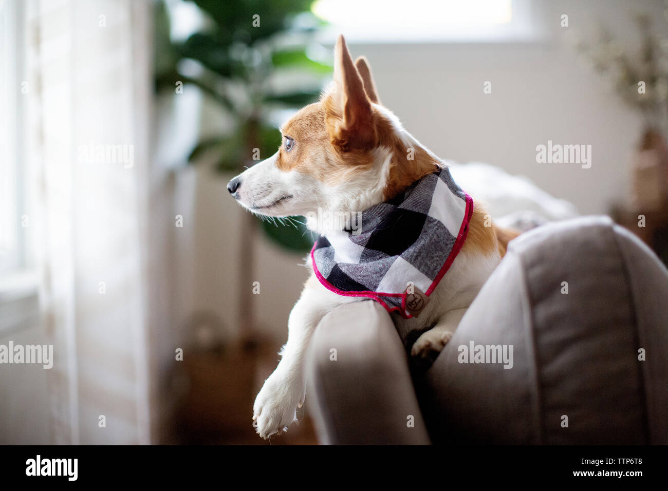 Cane corgi vista laterale la posa sul lettino a guardare fuori dalla finestra Foto Stock