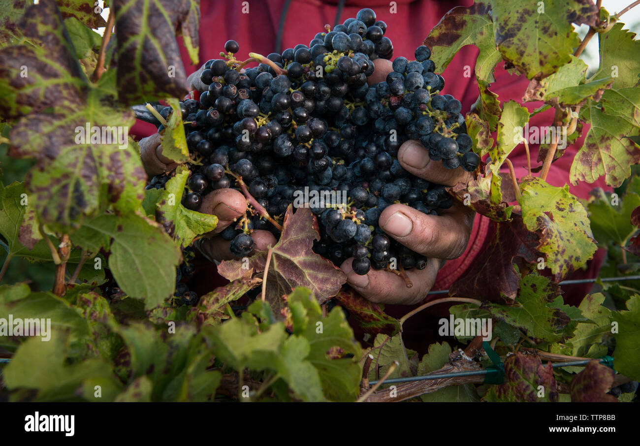 Sezione mediana del contadino azienda grappolo di uva in vigna Foto Stock