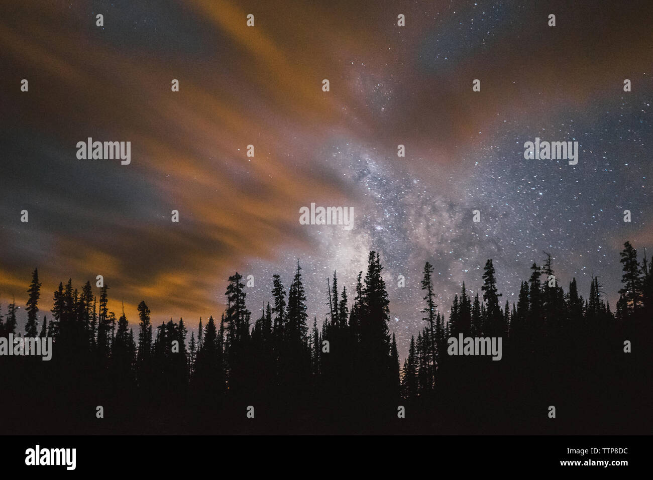 Vista panoramica di silhouette alberi contro il cielo stellato Foto Stock
