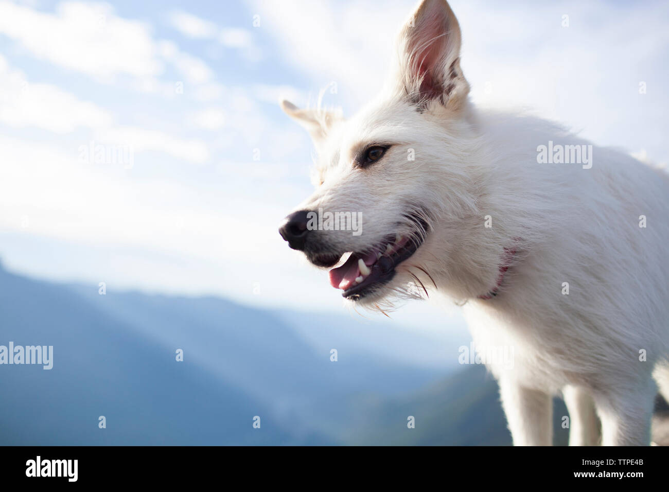 Basso angolo vista del cane bianco contro sky Foto Stock