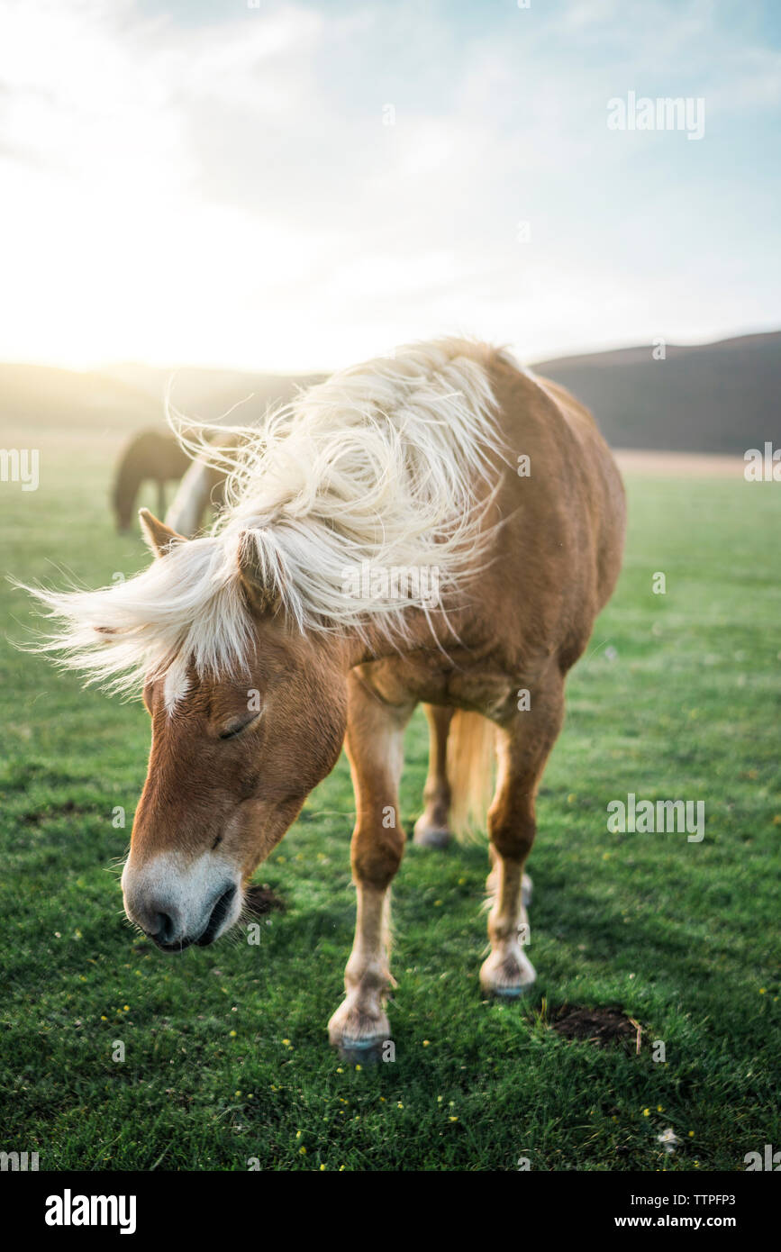 Wild Horse in piedi sul campo erboso durante la giornata di sole Foto Stock