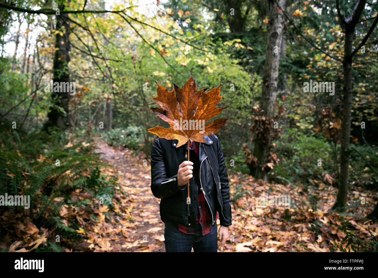 Uomo a secco di contenimento maple leaf nella parte anteriore del viso a forest durante l'autunno Foto Stock