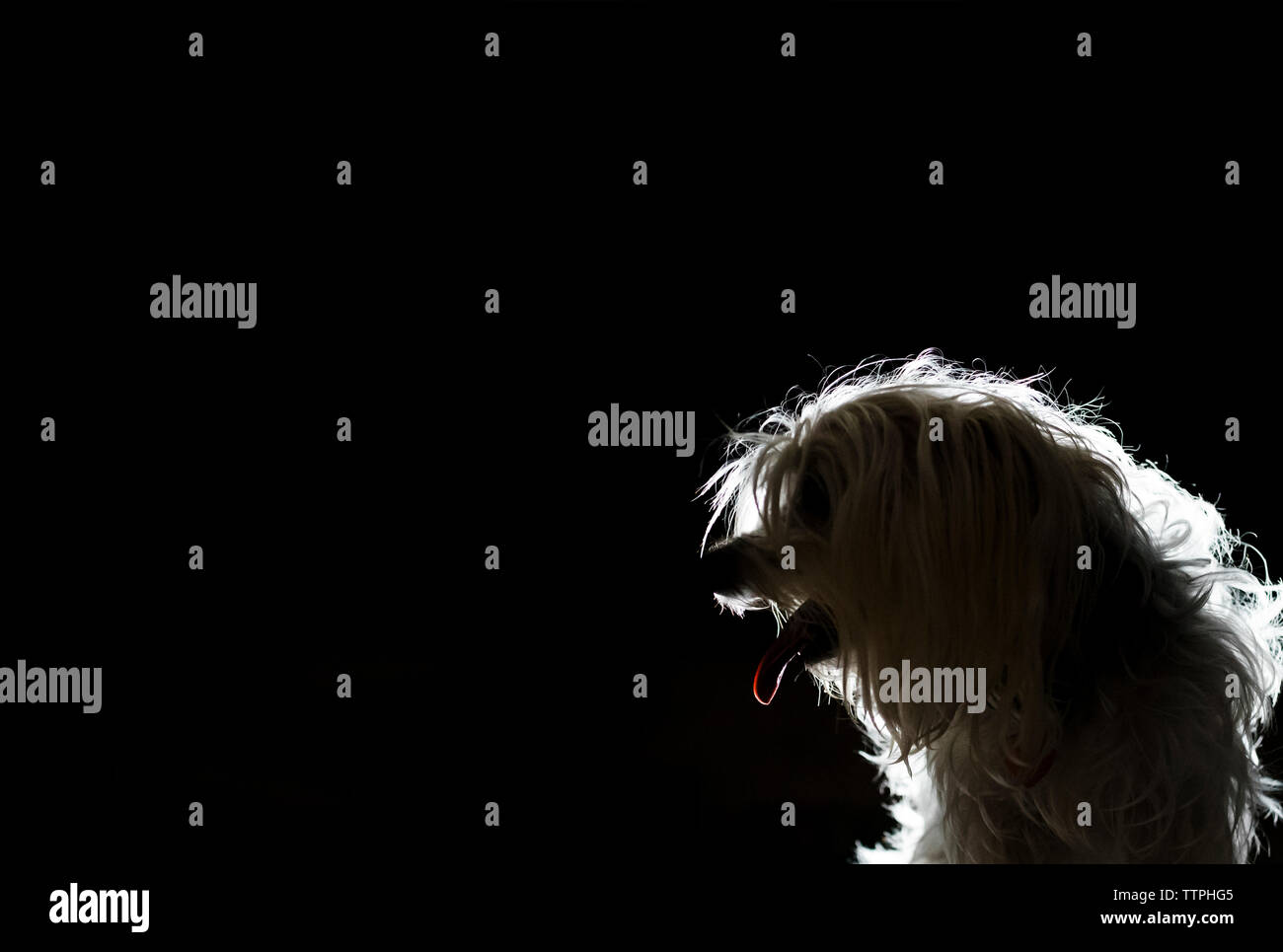 Vista laterale del cane ansimante su sfondo nero Foto Stock