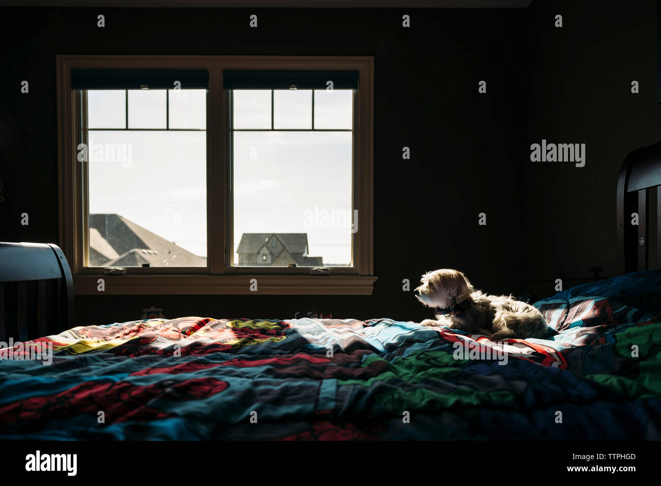 Dog sitter su letto di casa Foto Stock