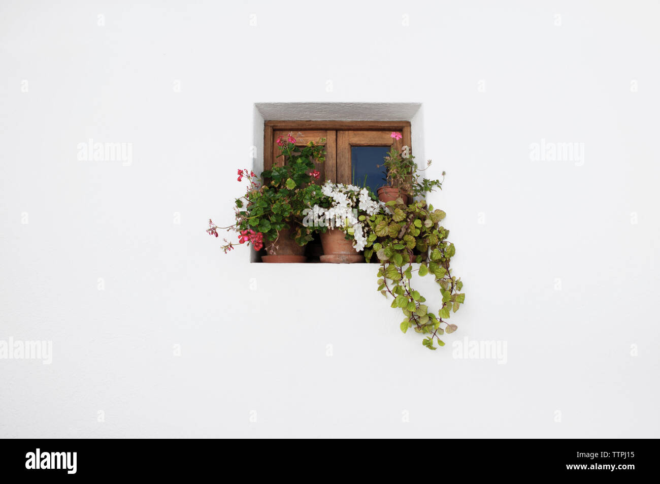 Basso angolo vista di vasi di fiori sul davanzale della finestra Foto Stock
