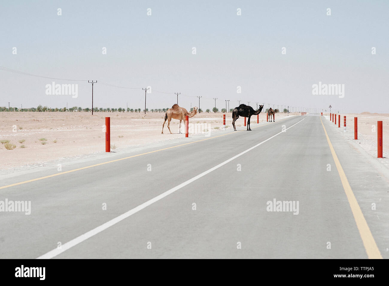 Cammelli attraversamento di strada di campagna in mezzo al deserto contro il cielo chiaro Foto Stock
