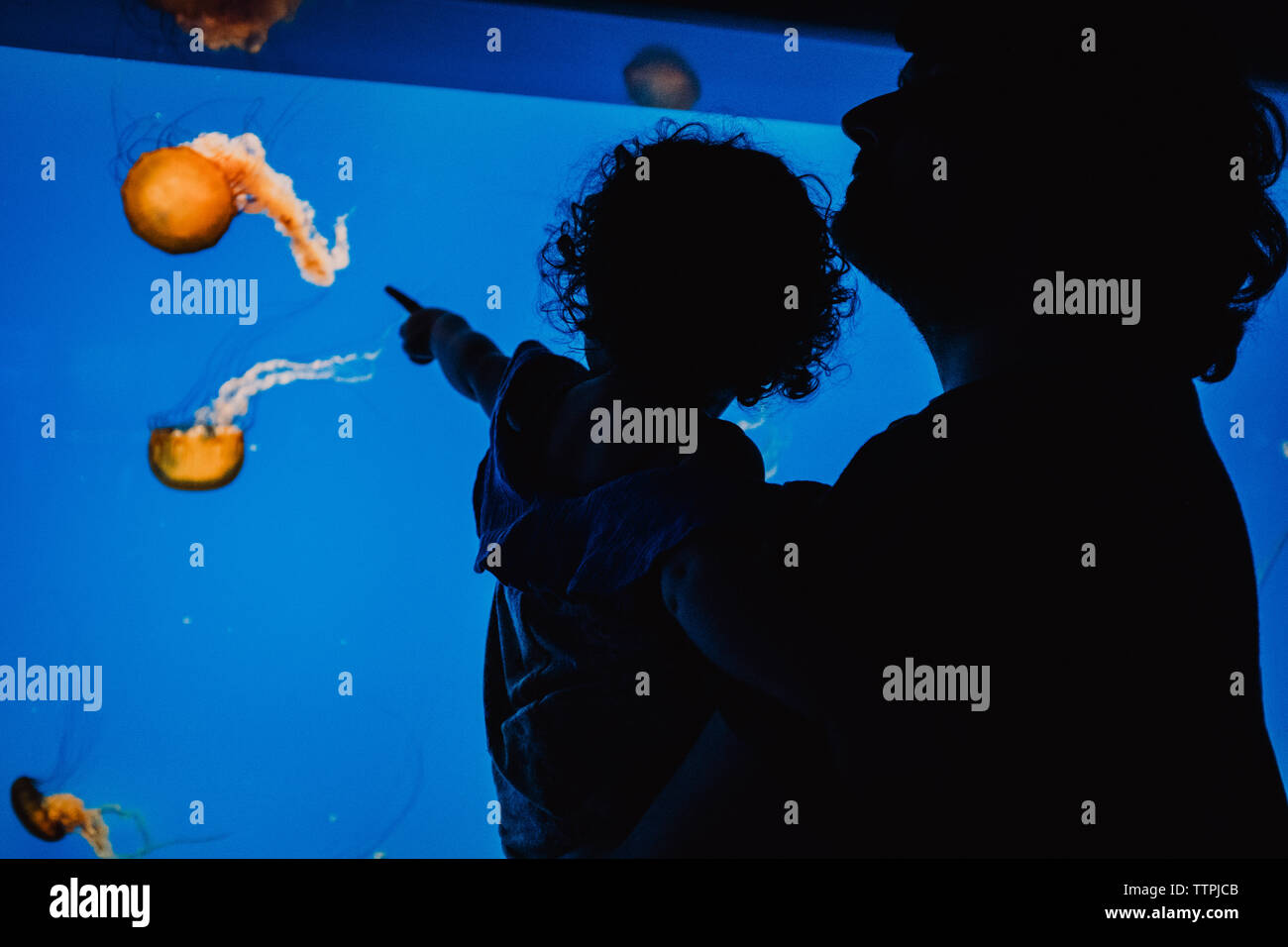 Bambina e papà guardando jelly fish Foto Stock