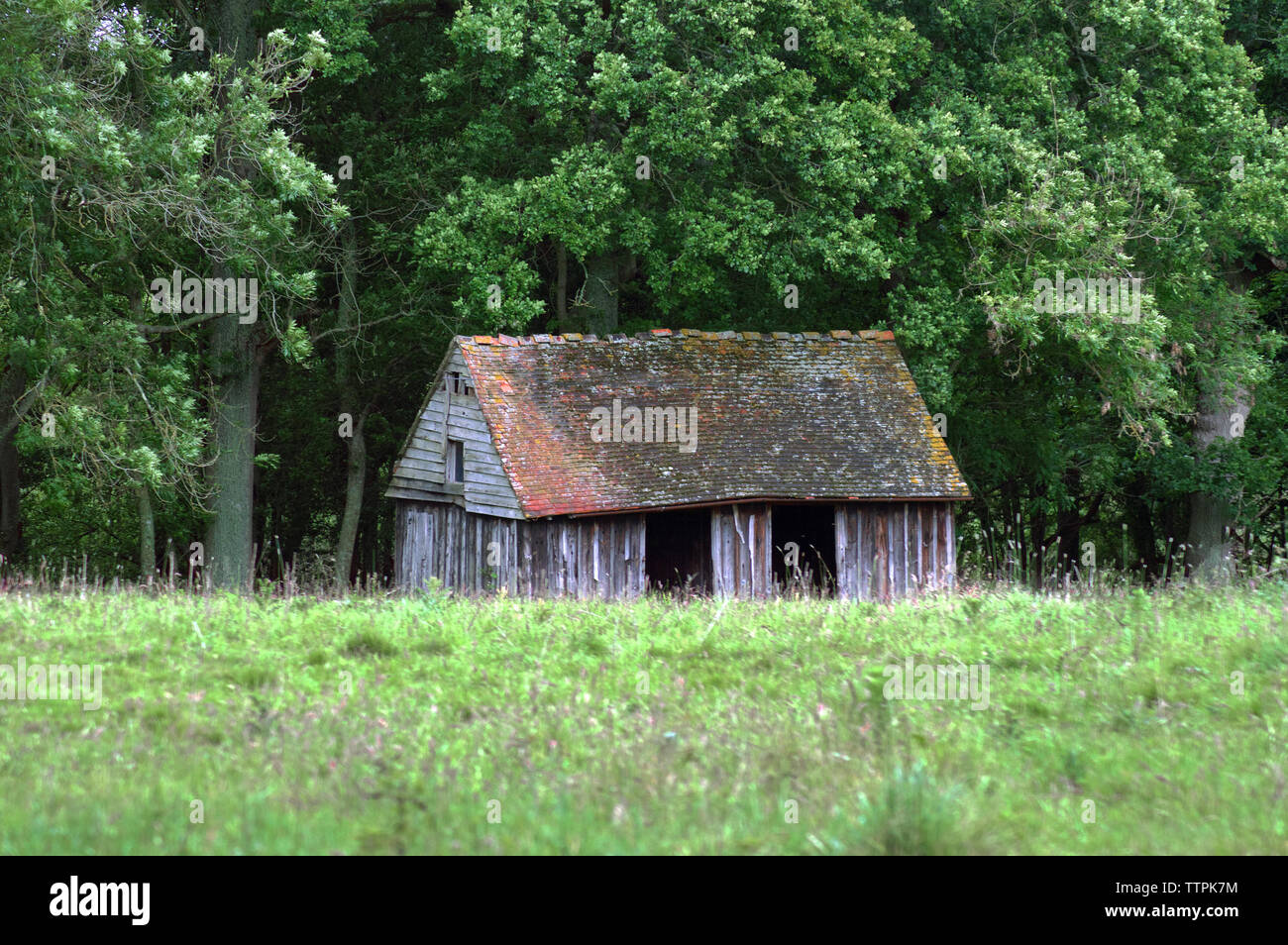 Capannone abbandonato nel bosco Foto Stock