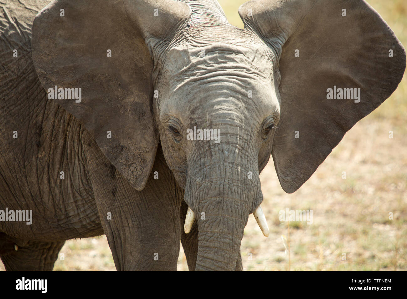 Ritratto di un elefante in piedi sul campo al Parco Nazionale del Serengeti Foto Stock
