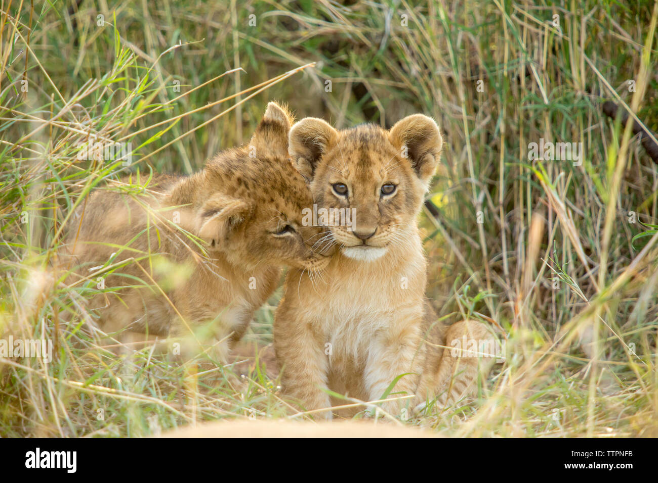 Lion cubs in campo al Parco Nazionale del Serengeti Foto Stock