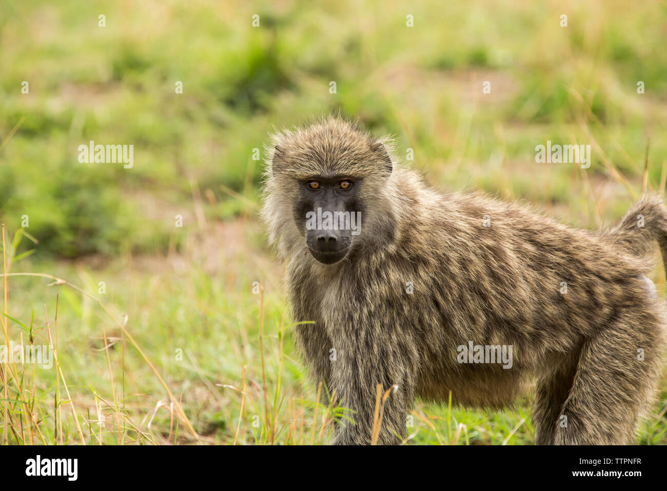 Ritratto di babbuino in piedi sul campo al Parco Nazionale del Serengeti Foto Stock