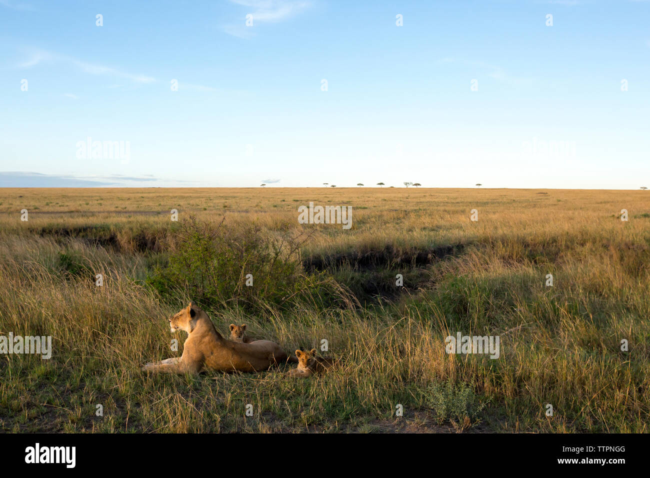 Lion cubs con leonessa seduta sul campo al Parco Nazionale del Serengeti contro sky Foto Stock