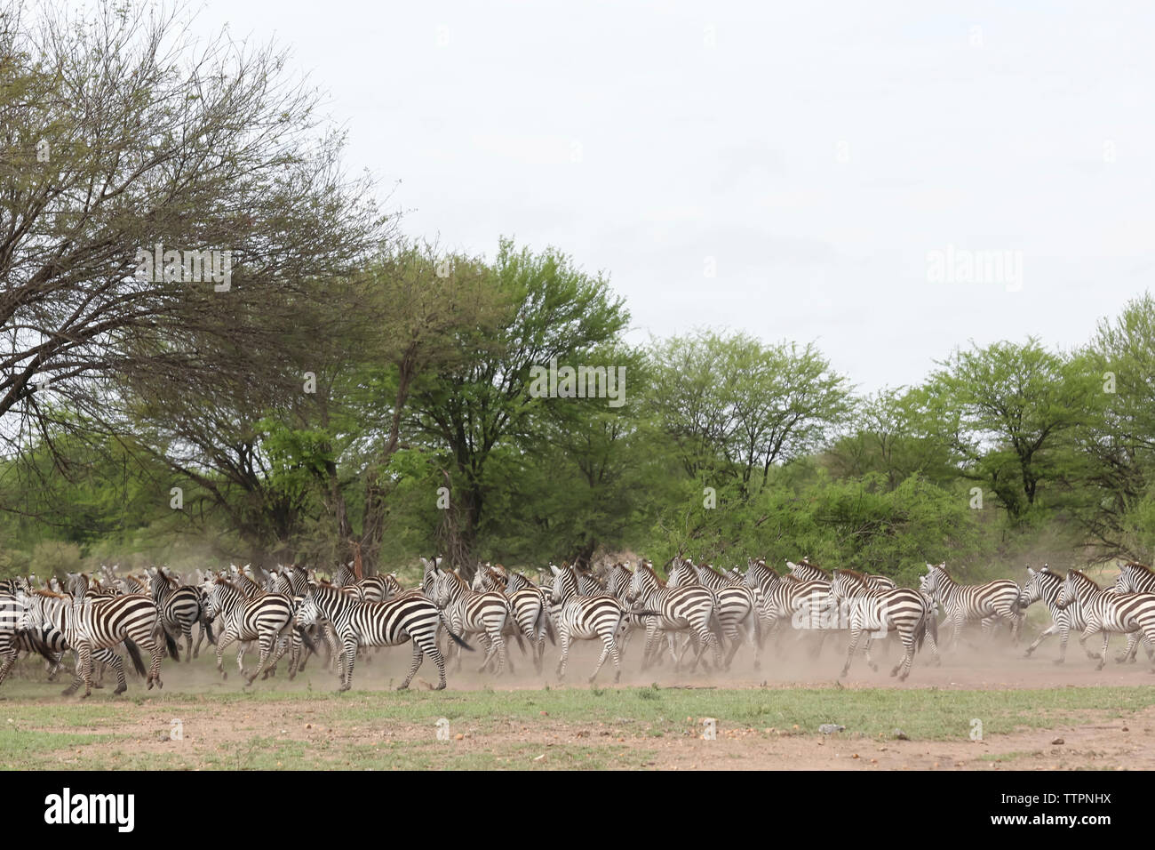 Zebre in esecuzione sul campo al Parco Nazionale del Serengeti contro il cielo chiaro Foto Stock