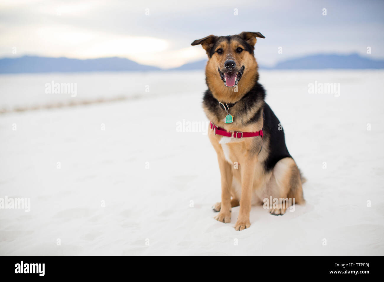 A piena lunghezza Ritratto di cane ansimante mentre è seduto sul deserto a White Sands National Monument Foto Stock