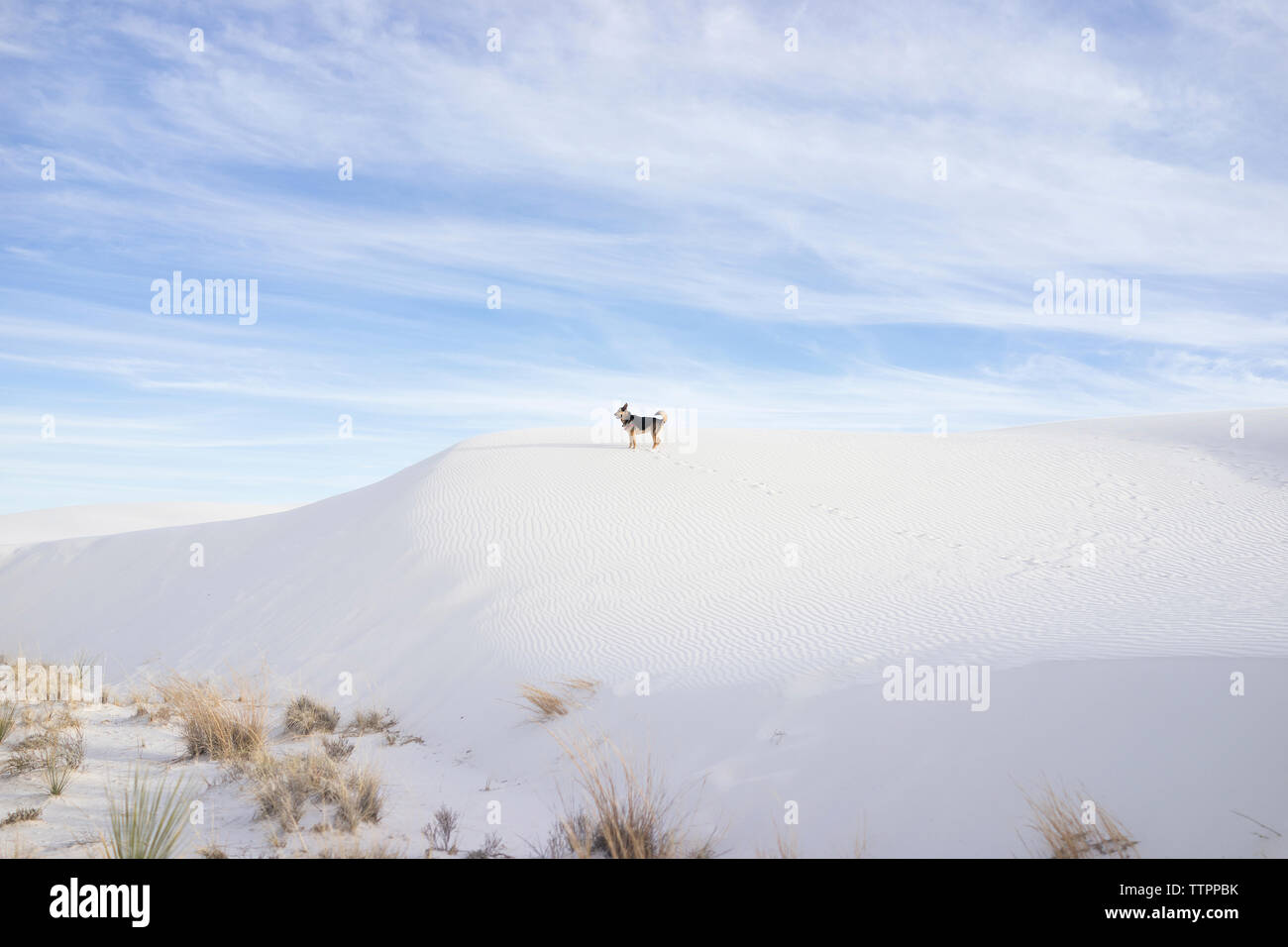 A metà distanza vista del cane sul deserto contro il cielo nuvoloso al White Sands National Monument Foto Stock