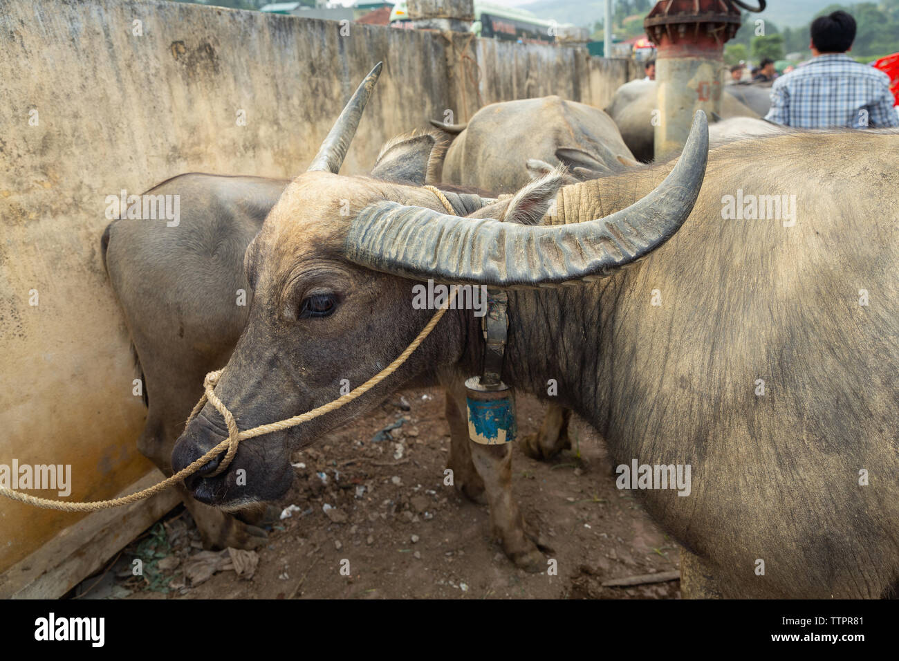 Commercio di bestiame mercato, Bac Ha, Lao Cai Provincia, Vietnam, Asia Foto Stock