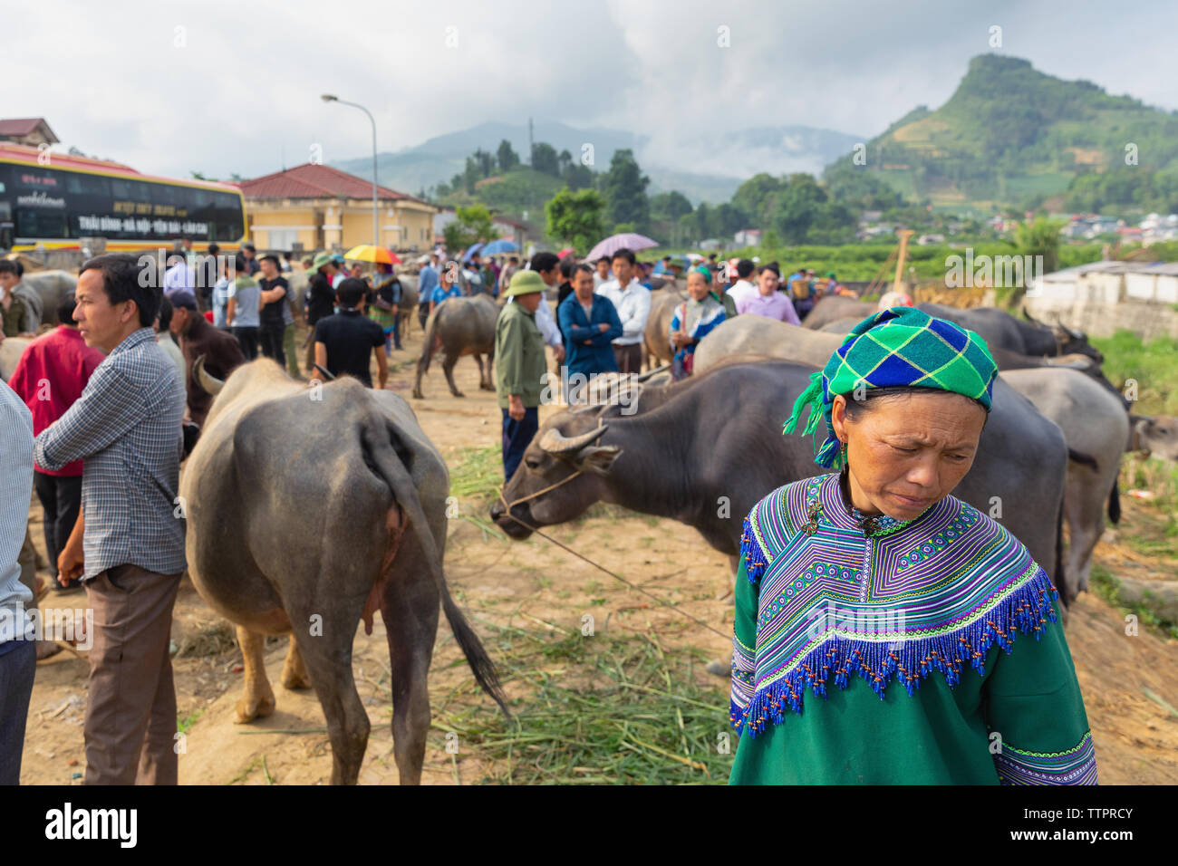 Commercio di bestiame mercato, Bac Ha, Lao Cai Provincia, Vietnam, Asia Foto Stock