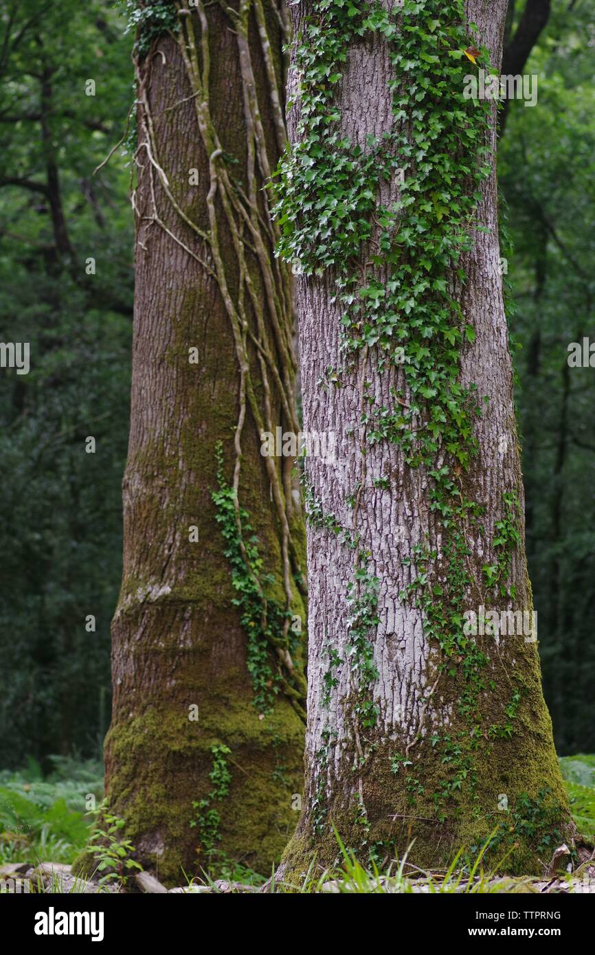Coppia di maturi tronchi di alberi in boschi Hembury su un tardo pomeriggio estati. Buckfastleigh, Dartmoor Devon, Regno Unito. Foto Stock