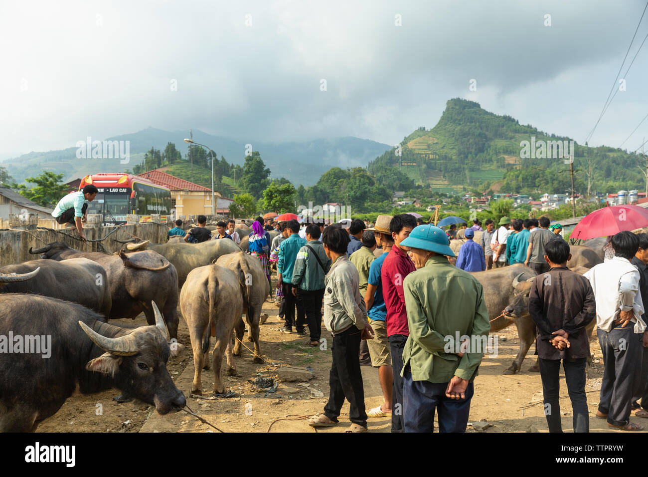 Commercio di bestiame mercato, Bac Ha, Lao Cai Provincia, Vietnam, Asia Foto Stock