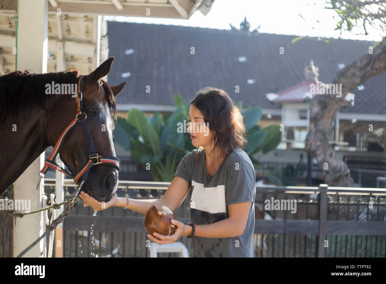Donna di alimentazione acqua di cocco a cavallo Foto Stock