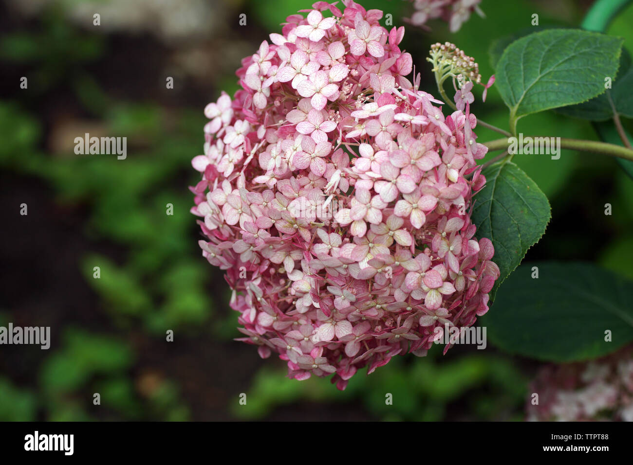 Hydrangea arborescens Incrediball Blush o dolce Annabelle rosa un corymb. Hydrangea arborescens, liscio hydrangea, wild hydrangea, o sevenbark Foto Stock