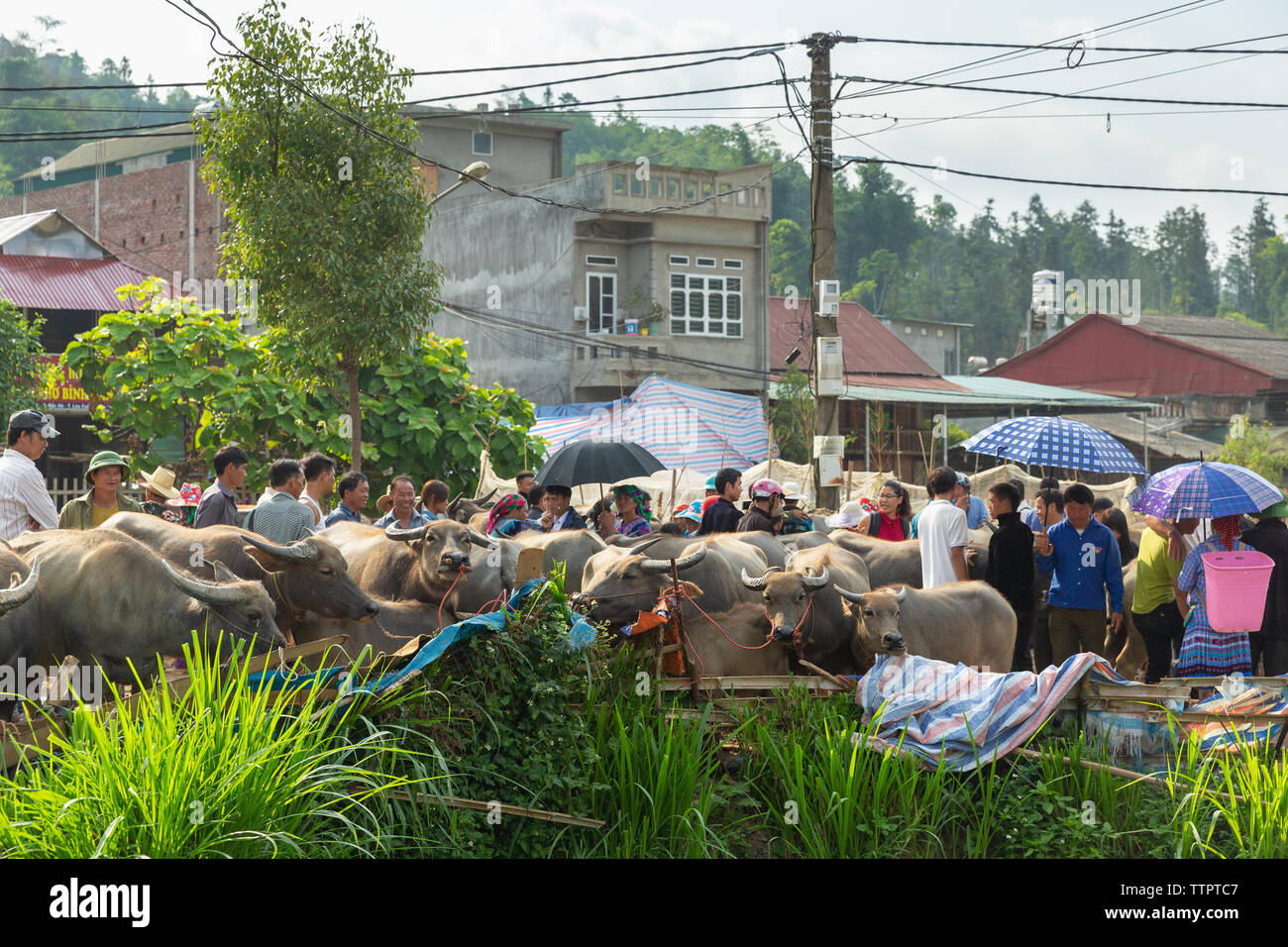 Commercio di bestiame mercato, Bac Ha, Lao Cai Provincia, Vietnam, Asia Foto Stock