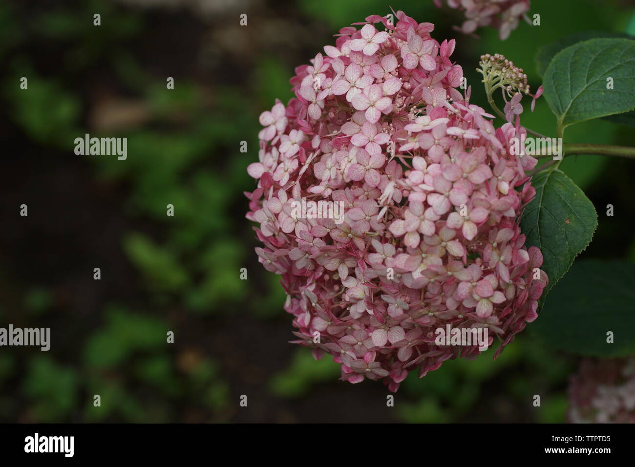 Hydrangea arborescens Incrediball Blush o dolce Annabelle rosa un corymb. Hydrangea arborescens, liscio hydrangea, wild hydrangea, o sevenbark Foto Stock