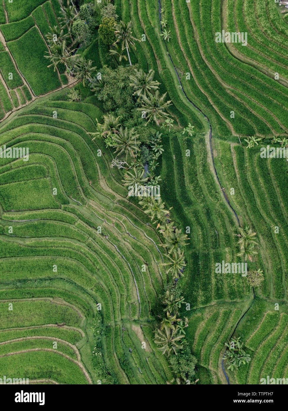 Vista aerea del modellato campo agricolo in villaggio Foto Stock