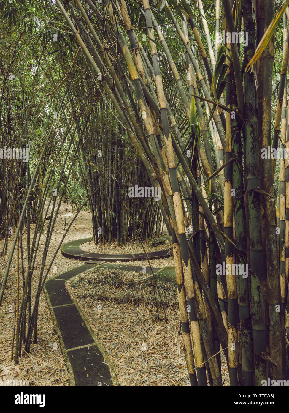 Vista del bambù nel parco tropicale Foto Stock