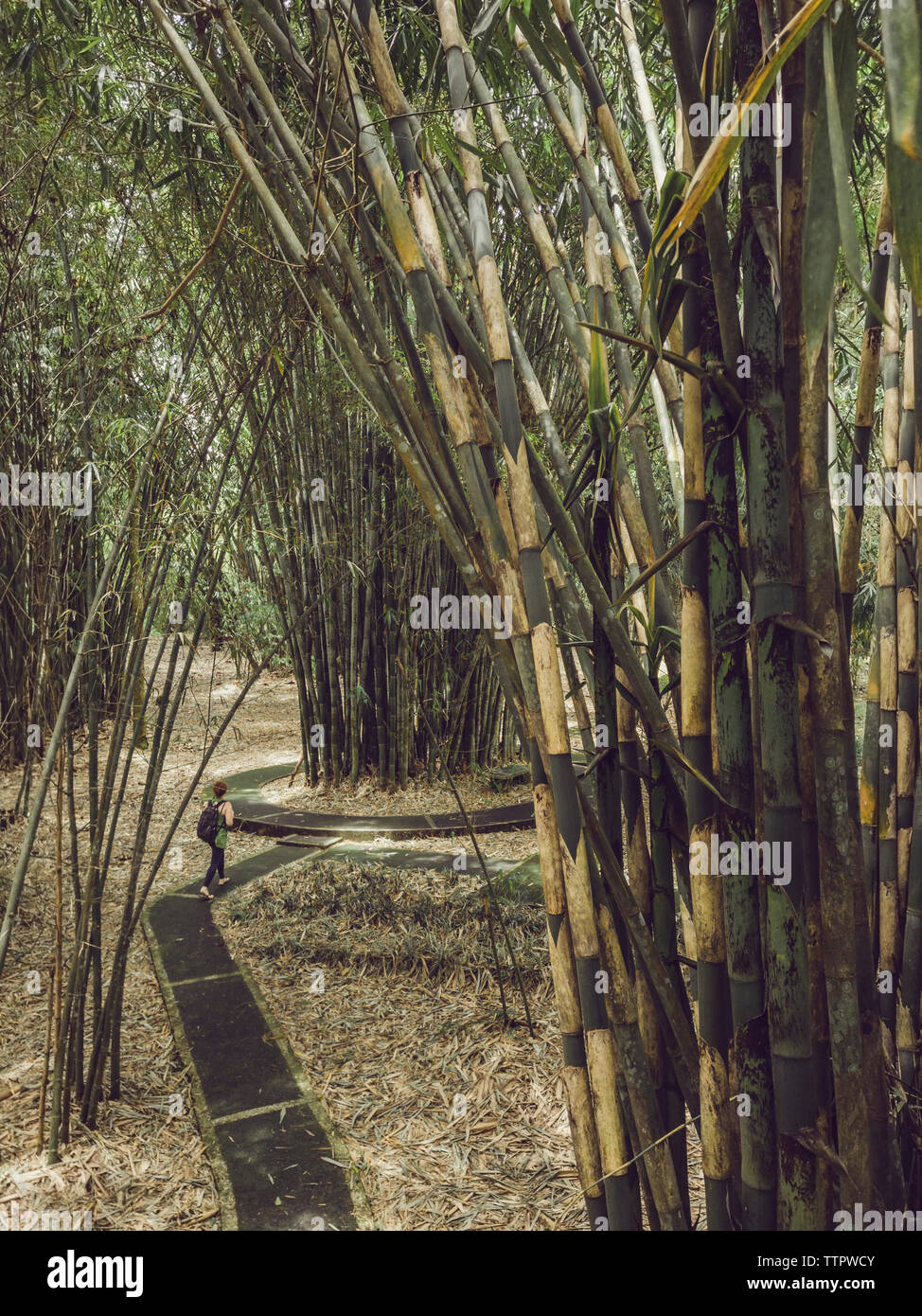 Vista posteriore di un escursionista a piedi nella foresta di bamboo Foto Stock