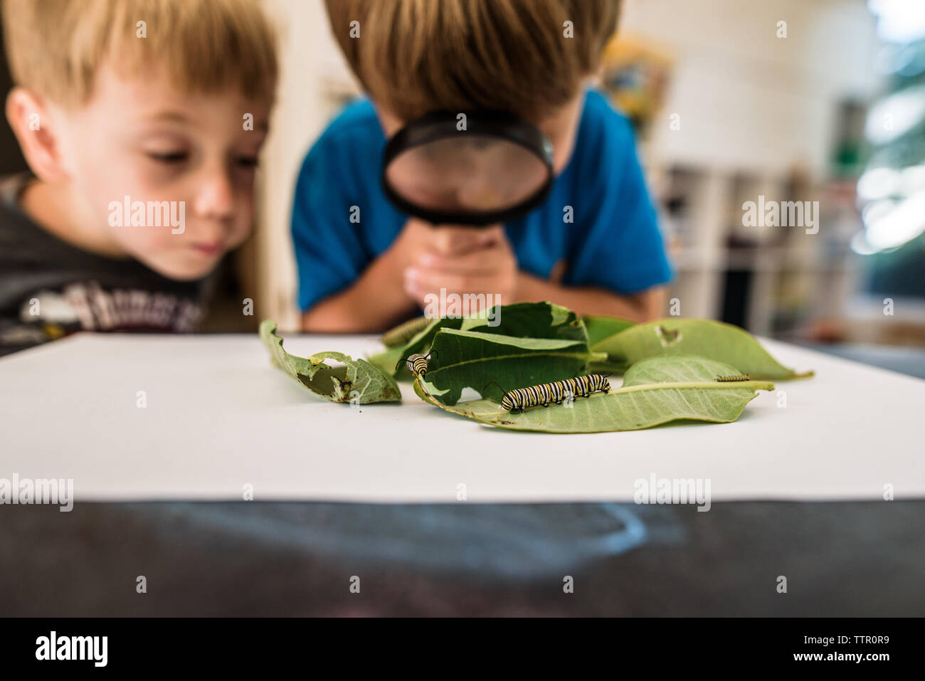 Due ragazzi osservando la Monarch bruchi con lente di ingrandimento Foto Stock