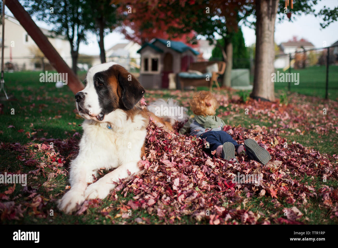 Cane grande stabilisce in leaf palo con toddler migliore amico in cortile Foto Stock