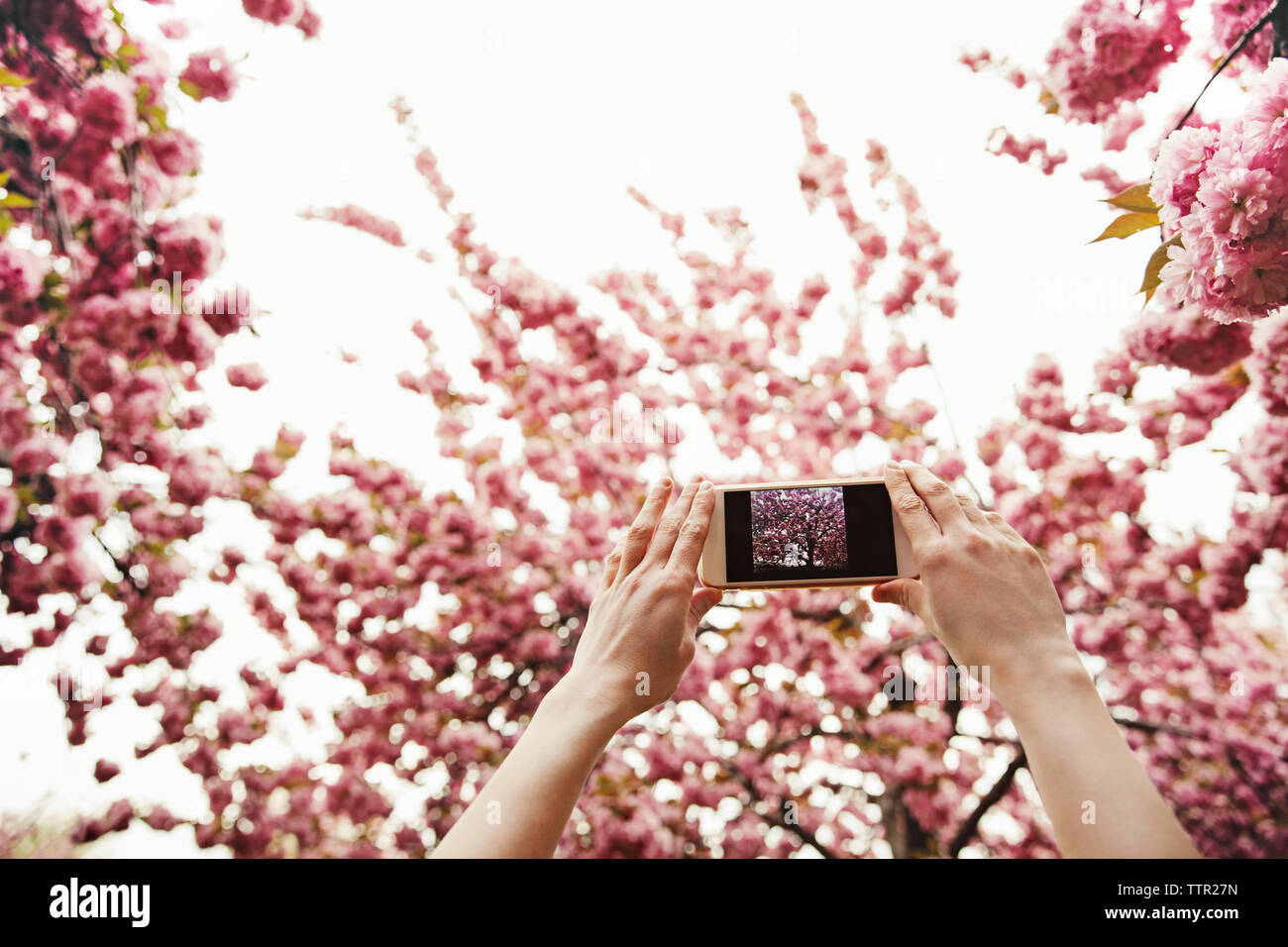 Basso angolo di visione della donna fotografare rami fioriti attraverso smart phone Foto Stock