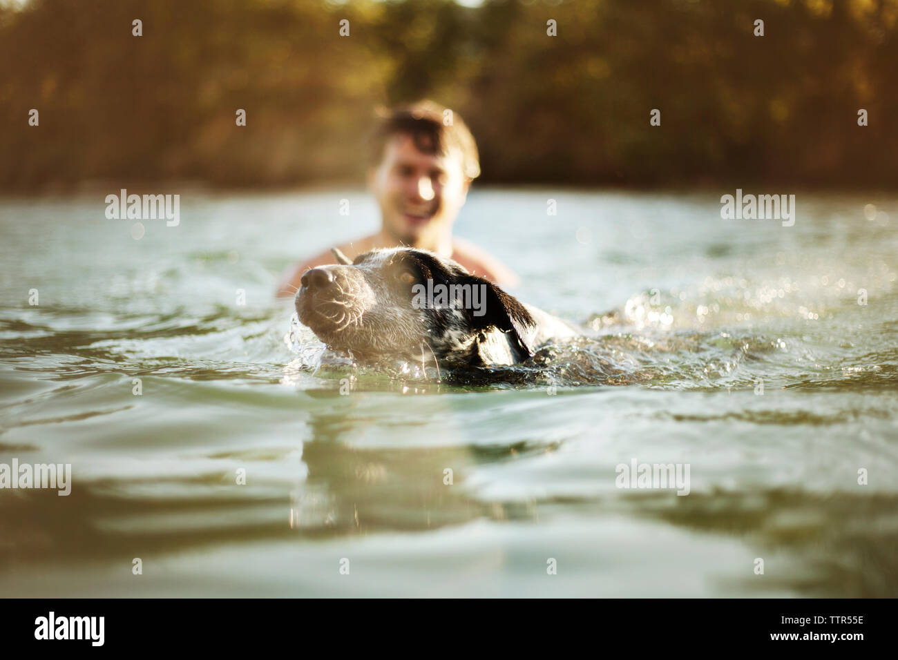 Cane nuoto da uomo nel fiume Foto Stock