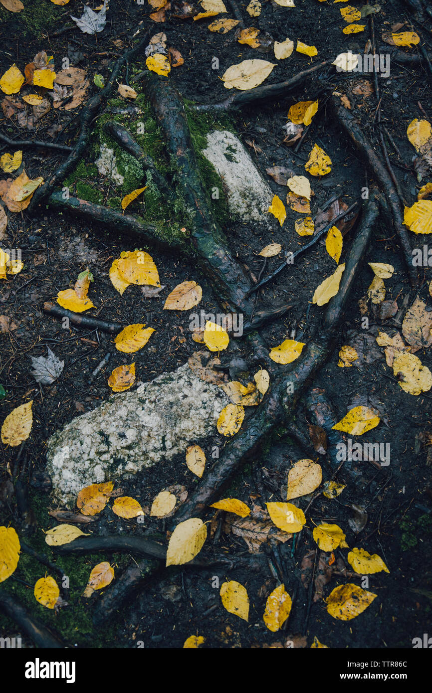 Angolo di alta vista di foglie di giallo sul campo umido durante l'autunno Foto Stock