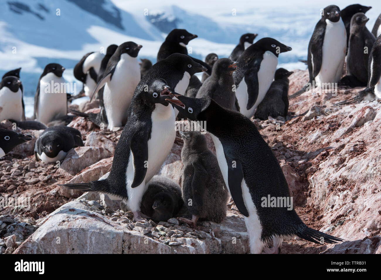 I pinguini sulle rocce durante il periodo invernale Foto Stock