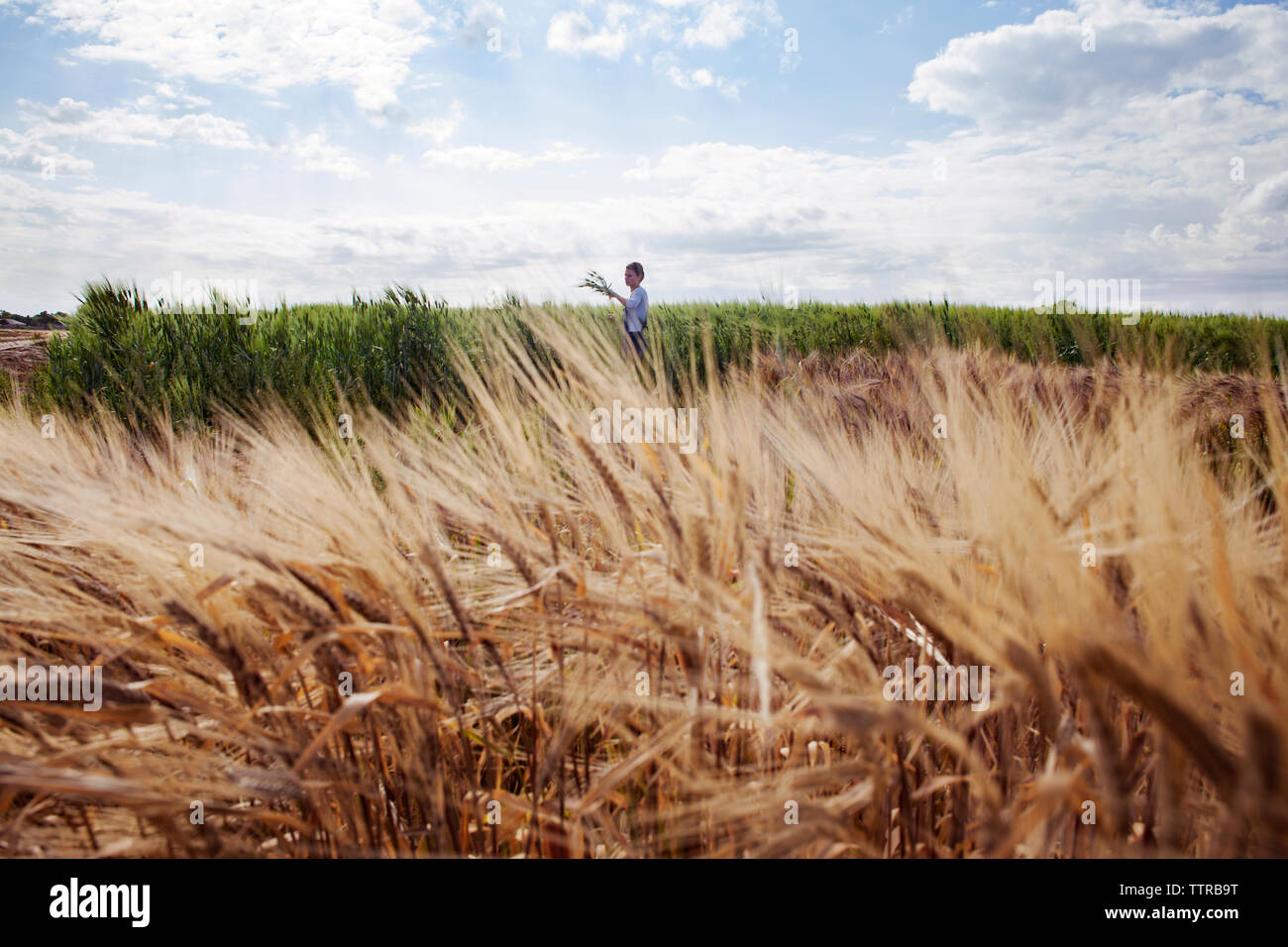 Vista in lontananza agricoltore femmina lavorando sul campo di grano Foto Stock