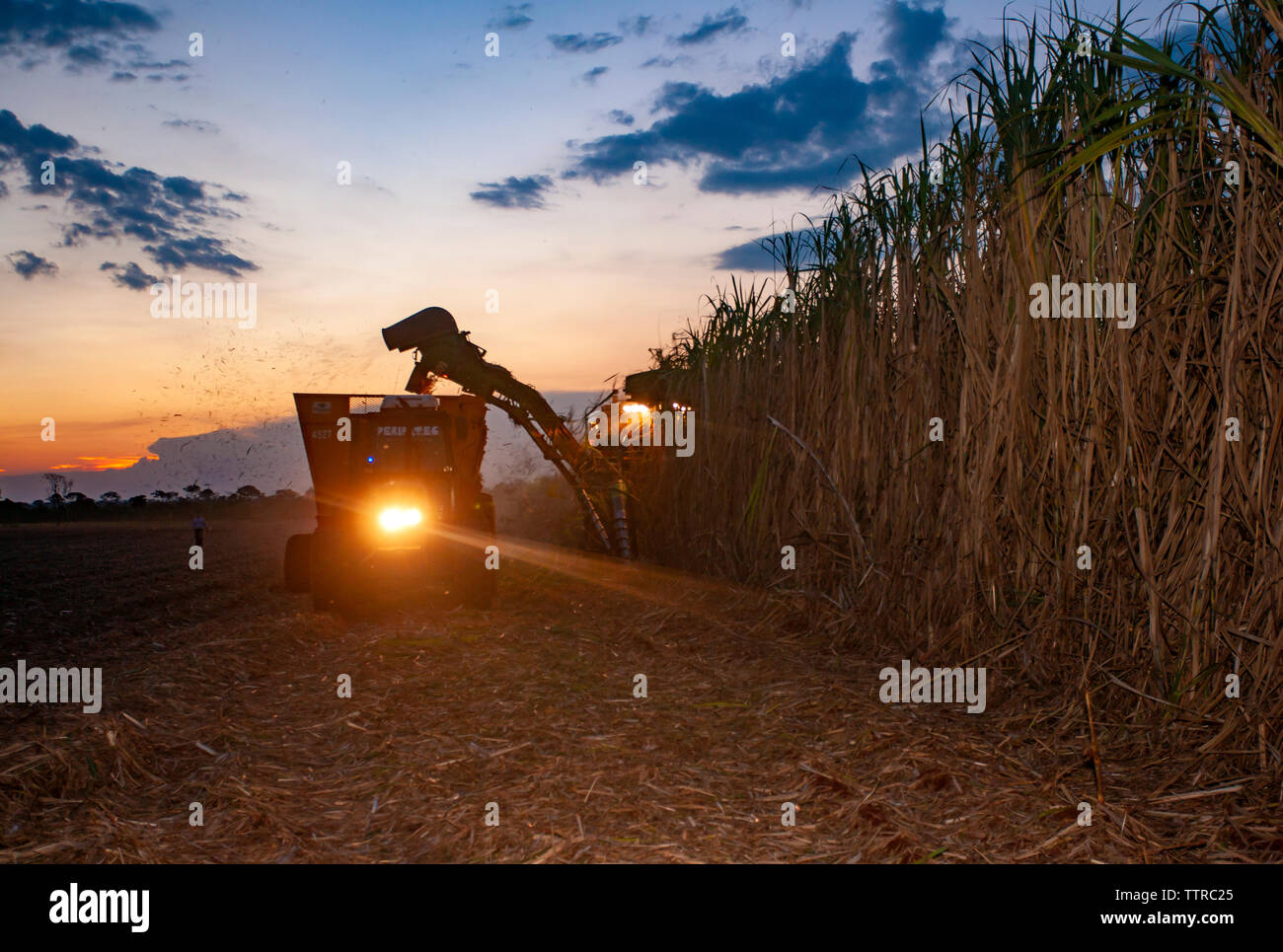 Mietitrice canna da zucchero a farm contro sky durante il tramonto Foto Stock